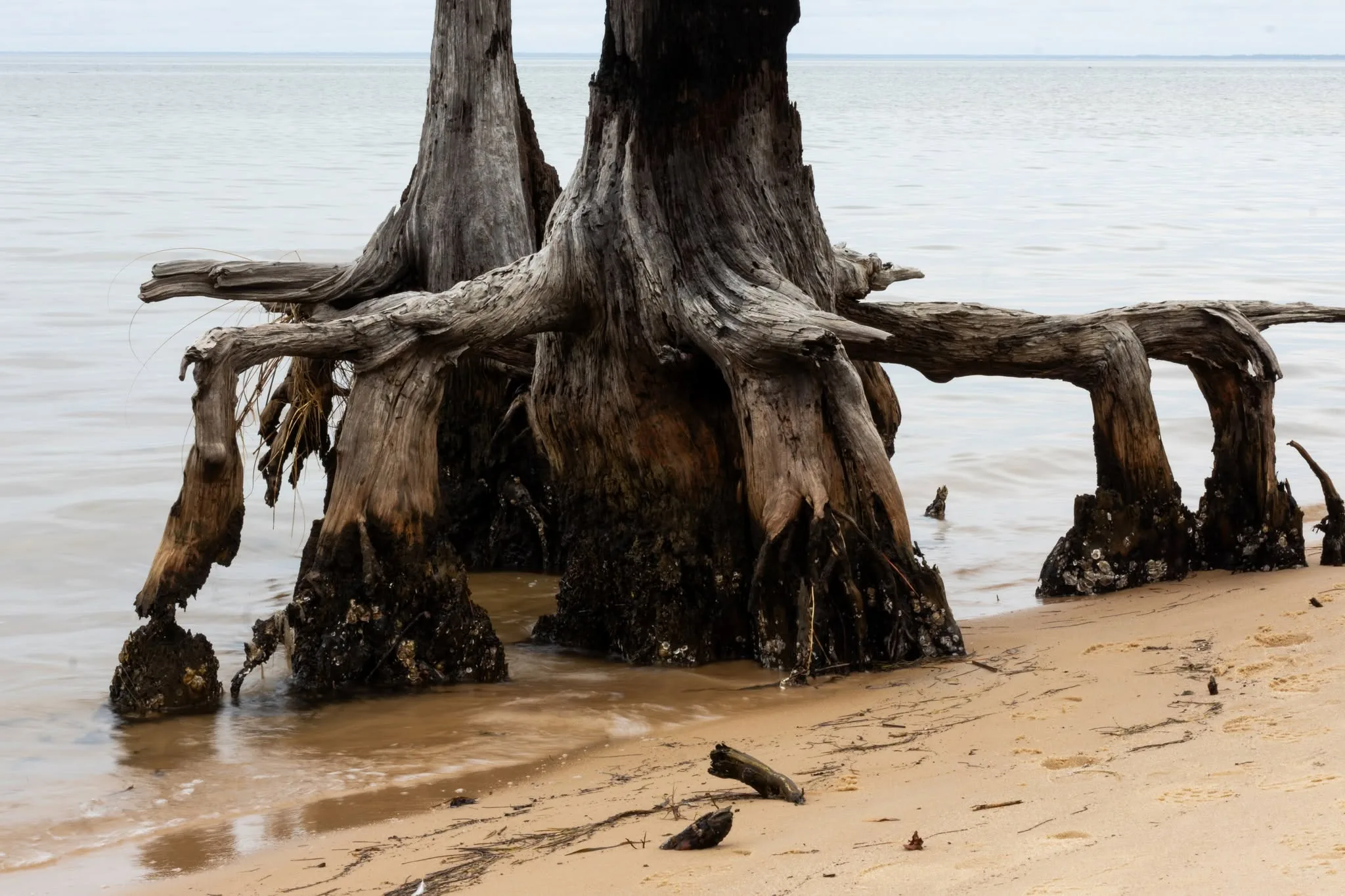 Cypress roots along the protected shoreline near Gulf Breeze