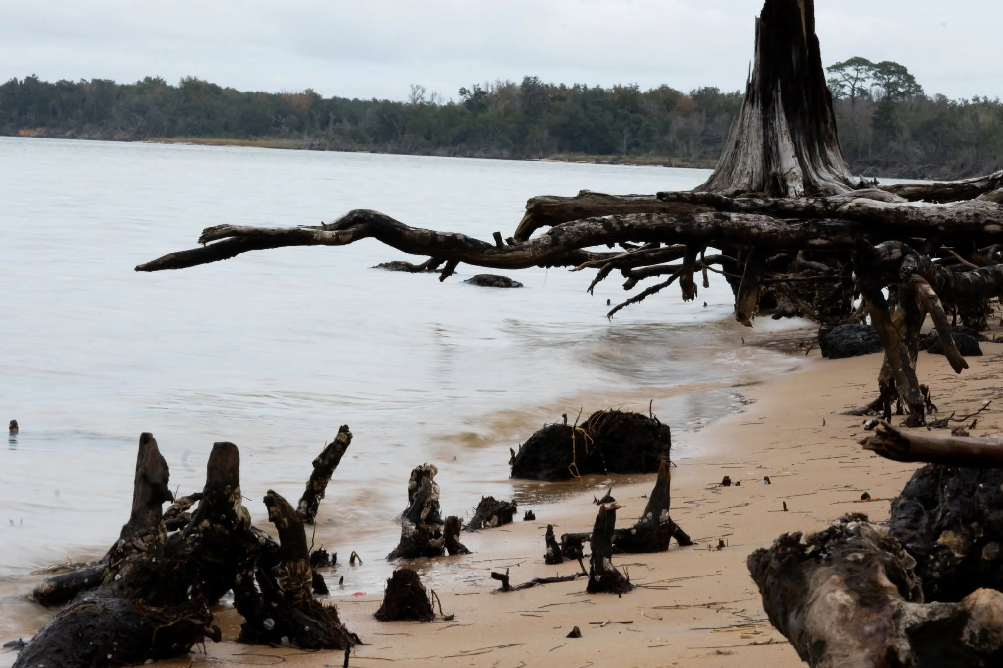 Natural shoreline at Gulf Islands National Seashore near Gulf Breeze