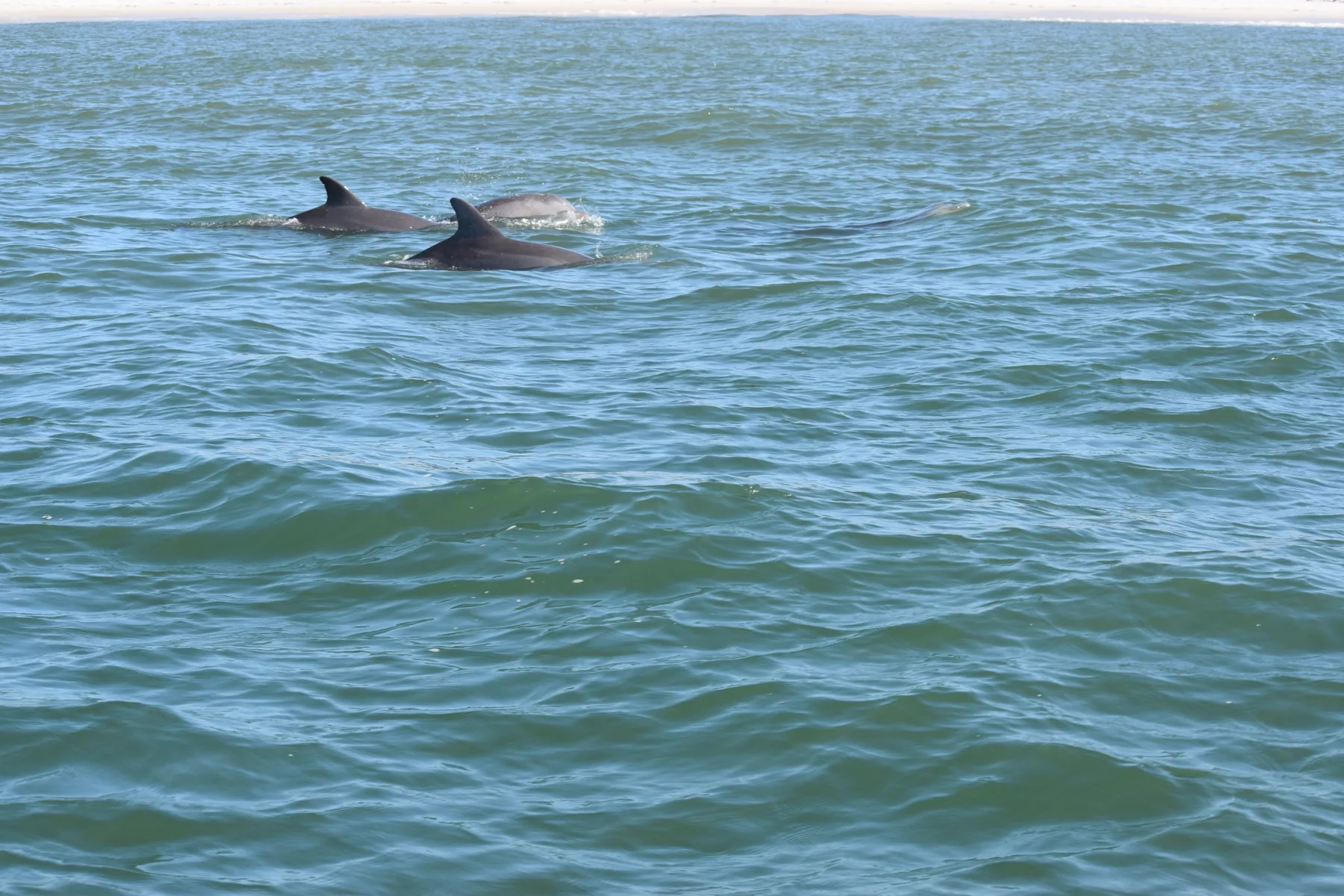 Dolphins swimming in Gulf waters near Perdido Key