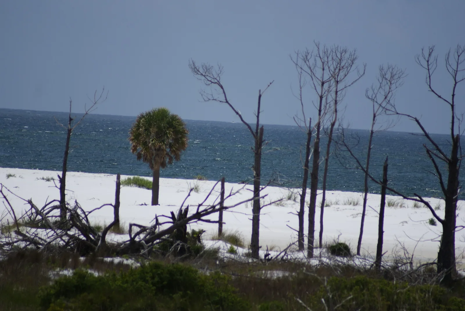 White sand, Gulf water and weathered coastal trees at Perdido Key