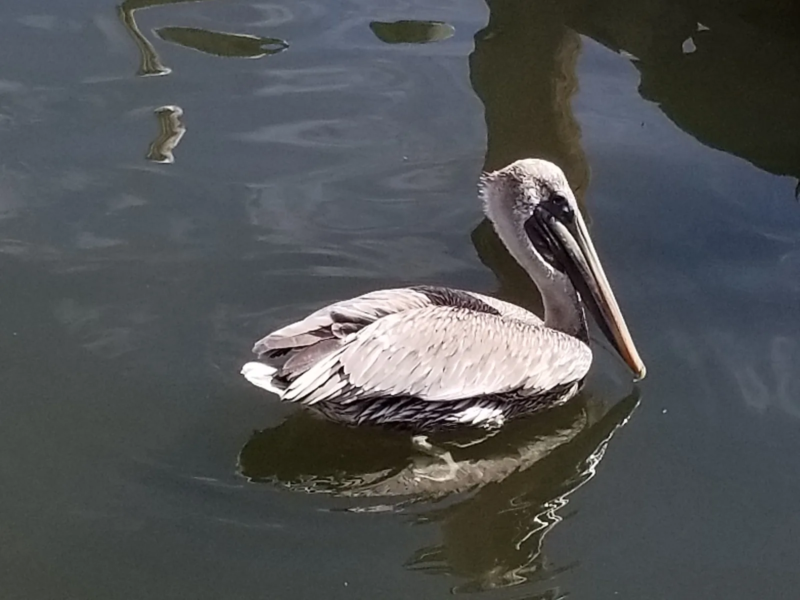 Brown pelican resting on the water near Perdido Key